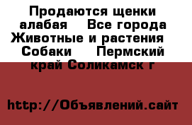 Продаются щенки алабая  - Все города Животные и растения » Собаки   . Пермский край,Соликамск г.